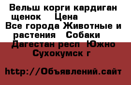 Вельш корги кардиган щенок  › Цена ­ 35 000 - Все города Животные и растения » Собаки   . Дагестан респ.,Южно-Сухокумск г.